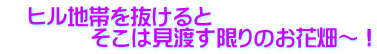 　ヒル地帯を抜けると　　　　 　　　　そこは見渡す限りのお花畑～！