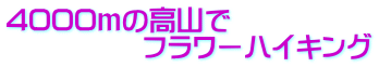 4000ｍの高山で 　　　　　フラワーハイキング